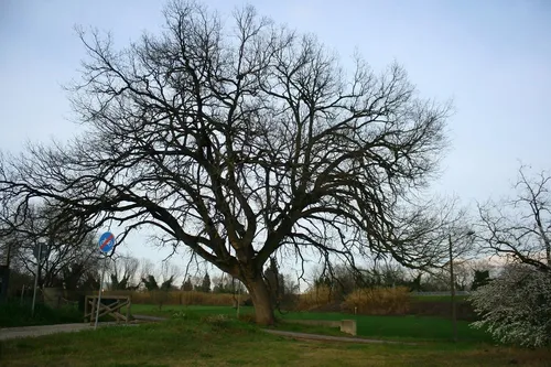 Quercia Saladini - Pilastri