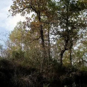 Dettaglio foto 5