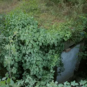 Dettaglio foto 4