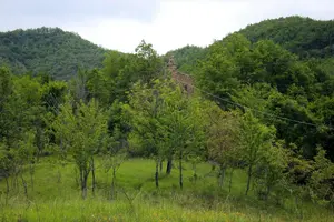 Dettaglio
